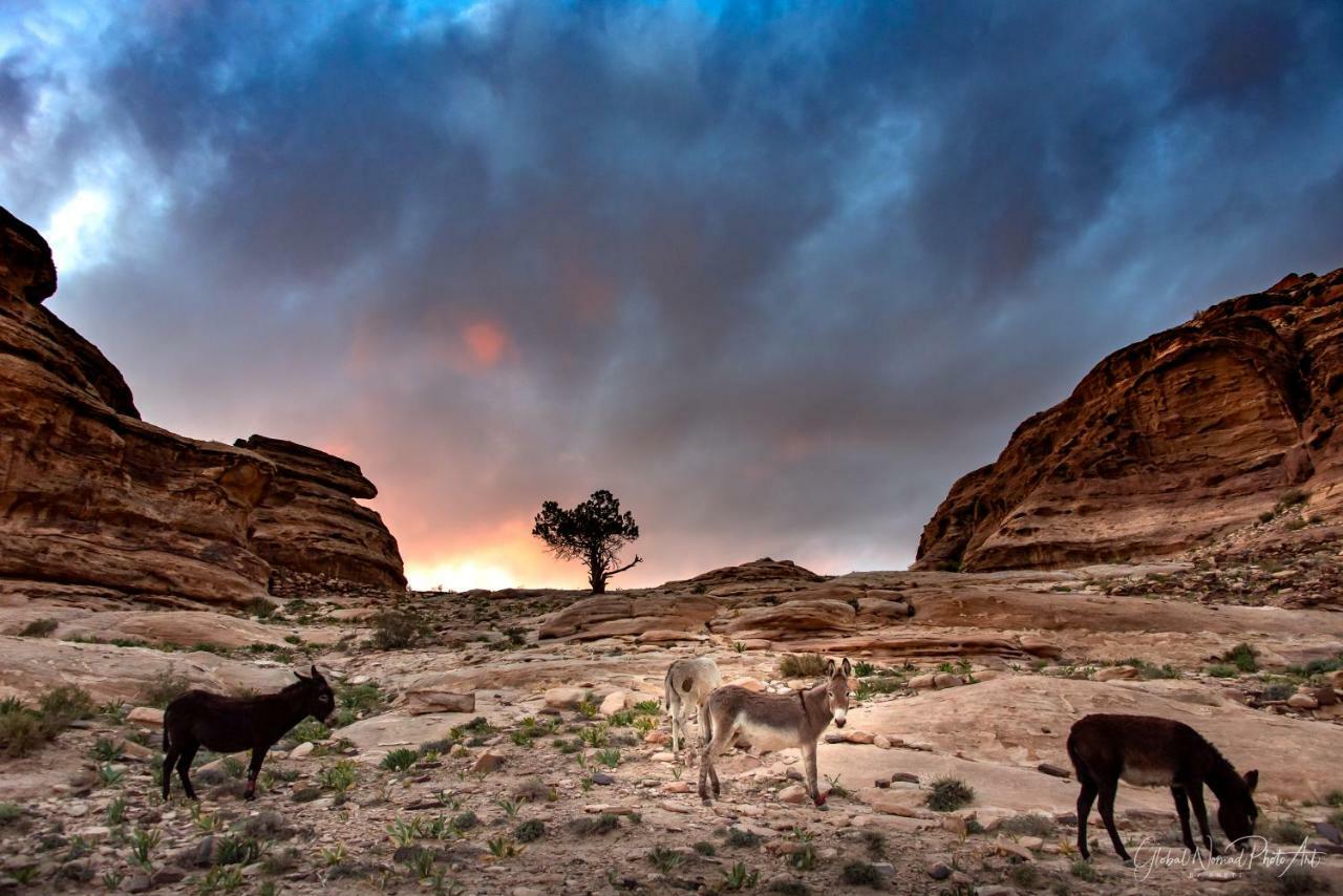 Bedouin Pink Ecohouse Bed and Breakfast Wadi Musa Exterior foto